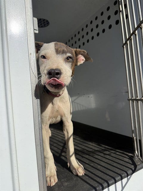 Photo of A171021, adoptable Pit Bull Terrier in Bakersfield, California