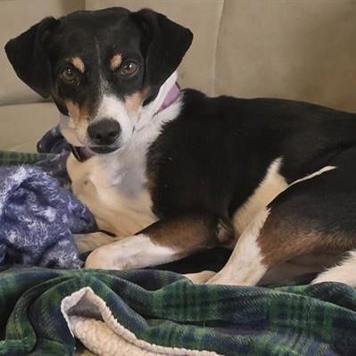 Photo of Wave, adoptable Hound in San Antonio, Texas