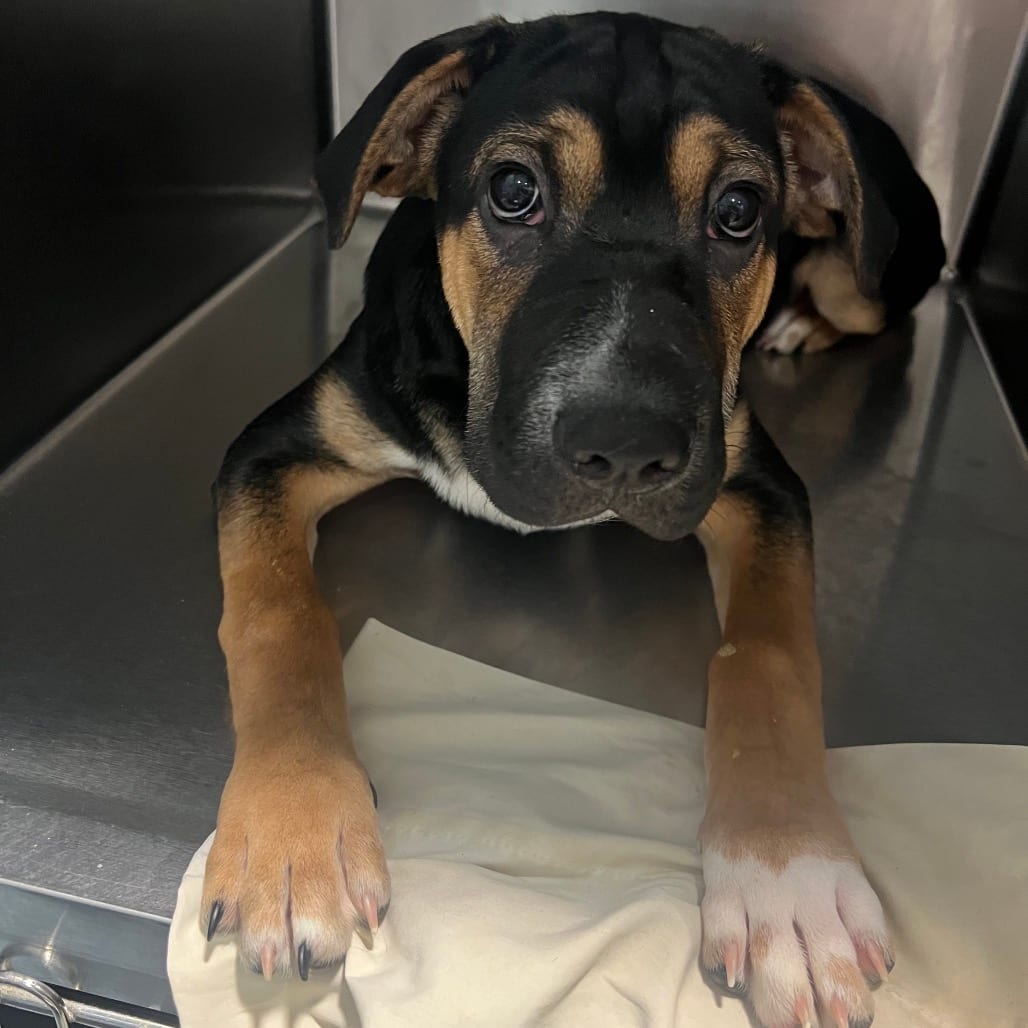 Photo of Hoss, adoptable Mixed Breed (Large) in Chattanooga, Tennessee