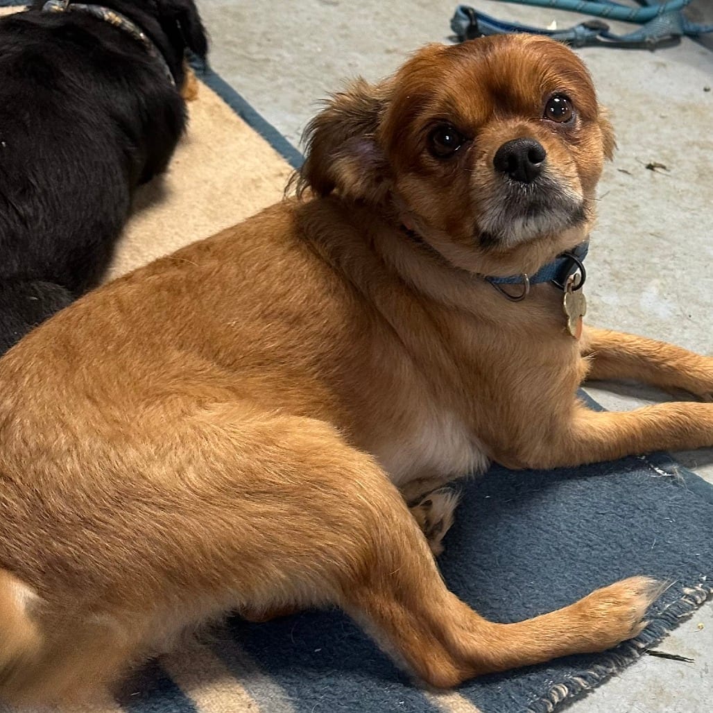 Photo of Elvis, adoptable Pomeranian / Spaniel, Cavalier King Charles in Grinnell, Iowa