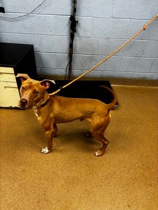 Photo of Urkle, adoptable dog in Chamblee, Georgia