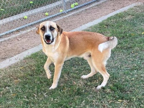Photo of Toby, adoptable Anatolian Shepherd in Plano, Texas