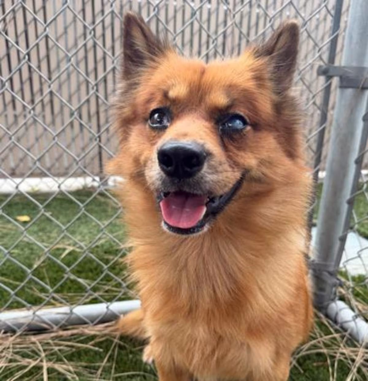Photo of Dante, adoptable Pomeranian in Downey, California