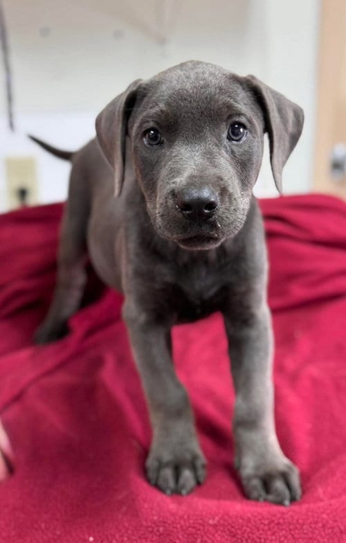 Photo of Ginny, adoptable Unknown breed in Holbrook, New York