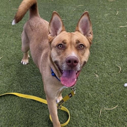 Photo of Sharpay, adoptable German Shepherd Dog in Las Vegas, Nevada