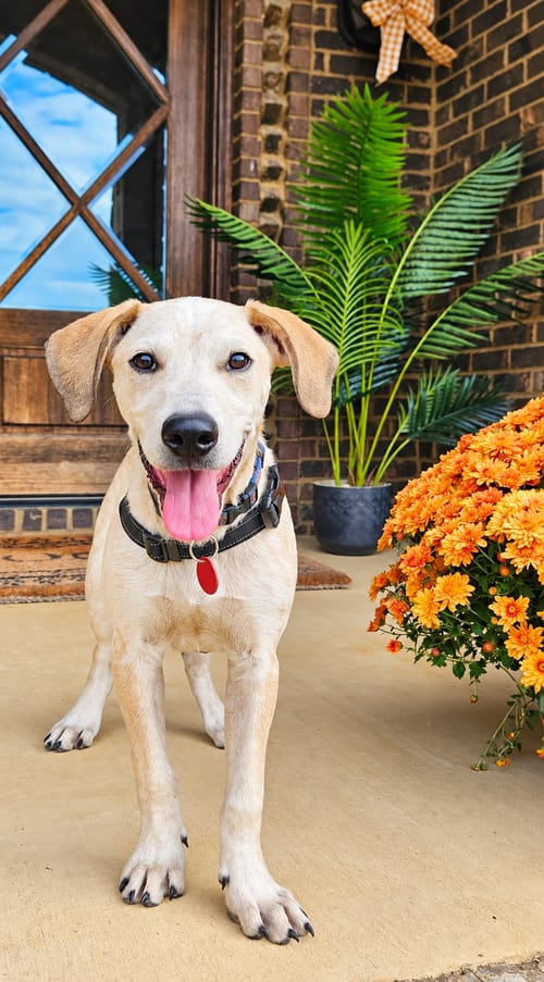 Photo of Pumpkin (m), adoptable Hound in Nashville, Tennessee
