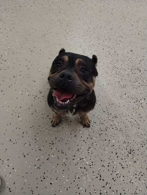 Photo of Sapphire, adoptable Unknown breed in York, South Carolina