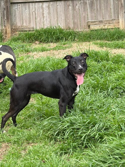 Photo of Amory, adoptable Terrier in Jackson, Mississippi