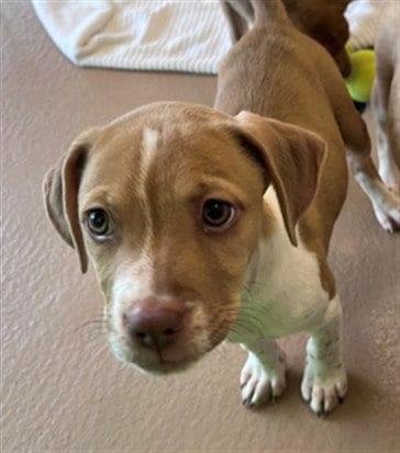 Photo of Forest, adoptable Pit Bull Terrier in Plano, Texas