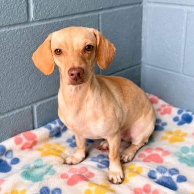 Photo of Penny Slots, adoptable Chihuahua / Mixed Breed (Small) in Buffalo, Minnesota