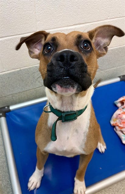 Photo of Madison, adoptable Boxer in Statesville, North Carolina