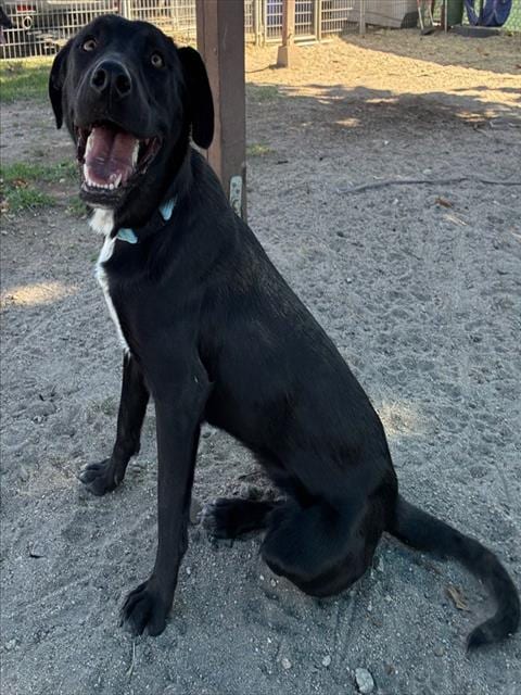 Photo of Senior Labrador Retriever and Australian Cattle Dog, adoptable Labrador Retriever and Australian Cattle Dog in Devore, California