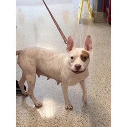 Photo of Rosie, adoptable American Pit Bull Terrier in Doral, Florida