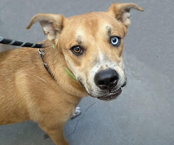 Photo of Shark Boy, adoptable dog