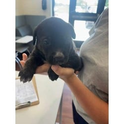Photo of Cookie Dough, adoptable American Pit Bull Terrier in Baton Rouge, Louisiana