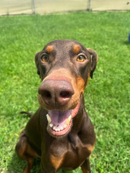 Photo of Cooper, adoptable Doberman Pinscher in Houston, Texas