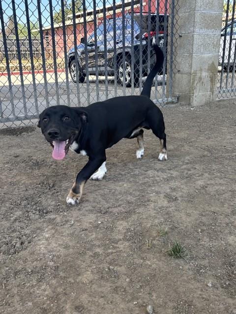 Photo of Bandit, adoptable Terrier in Riverside, California