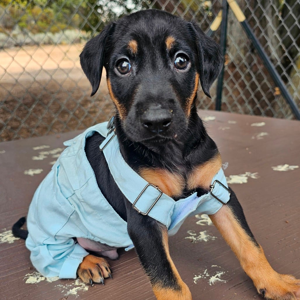 Photo of Denver, adoptable Pinscher, Doberman / Mixed Breed (Medium) in Oceanside, California