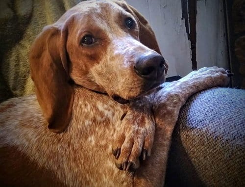 Photo of Bootleg, adoptable English Coonhound in Monterey, Virginia