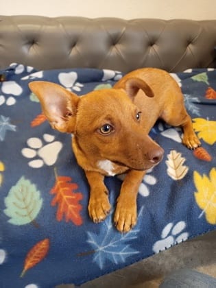 Photo of Sammy, adoptable Chihuahua - Smooth Coated and Jack (Parson) Russell Terrier