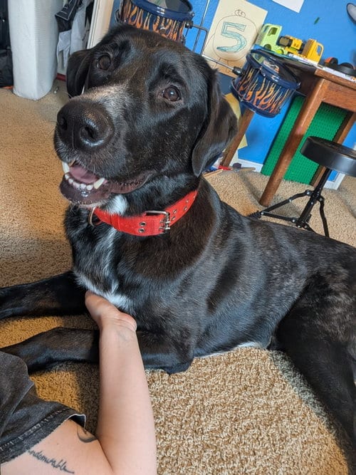 Photo of Alfie, adoptable Great Dane in McKinney, Texas