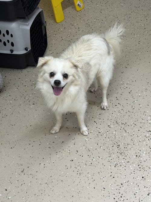 Photo of Sheldon, adoptable Chihuahua in York, South Carolina