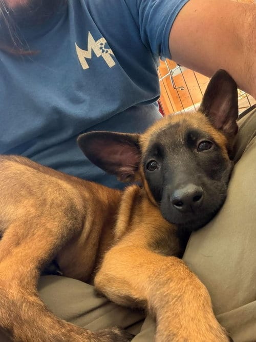 Photo of Elements Litter - Xenon - Located in Georgia, adoptable Belgian Shepherd Malinois in Imlay City, Michigan