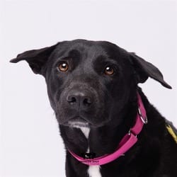 Photo of Lica, adoptable Labrador Retriever in Land O'Lakes, Florida