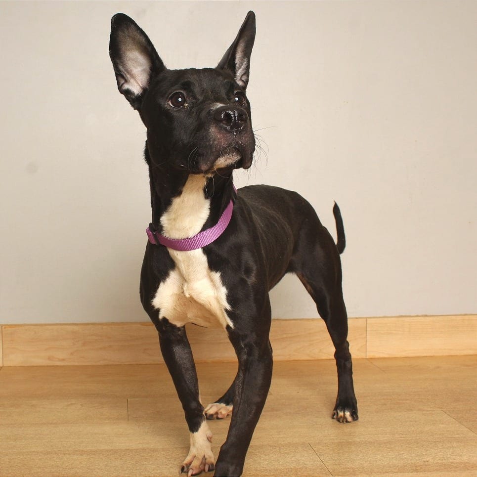 Photo of Marigold D71108, adoptable Collie, Border / Terrier in Minnesota, Minnesota