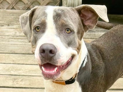 Photo of Dango, adoptable dog in Georgetown, Texas