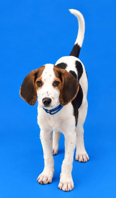 Photo of Cash, adoptable Beagle in Westminster, Maryland
