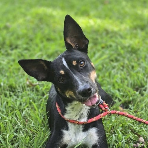 Photo of Daisey, adoptable Rat Terrier in Yardley, Pennsylvania