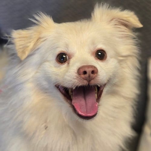 Photo of Olaf, adoptable Pomeranian in Normal, Illinois