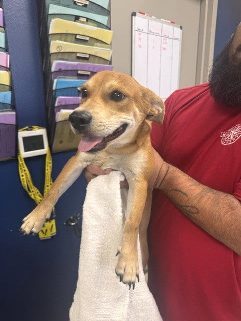 Photo of Chilaquil, adoptable Chihuahua in Pasadena, Texas