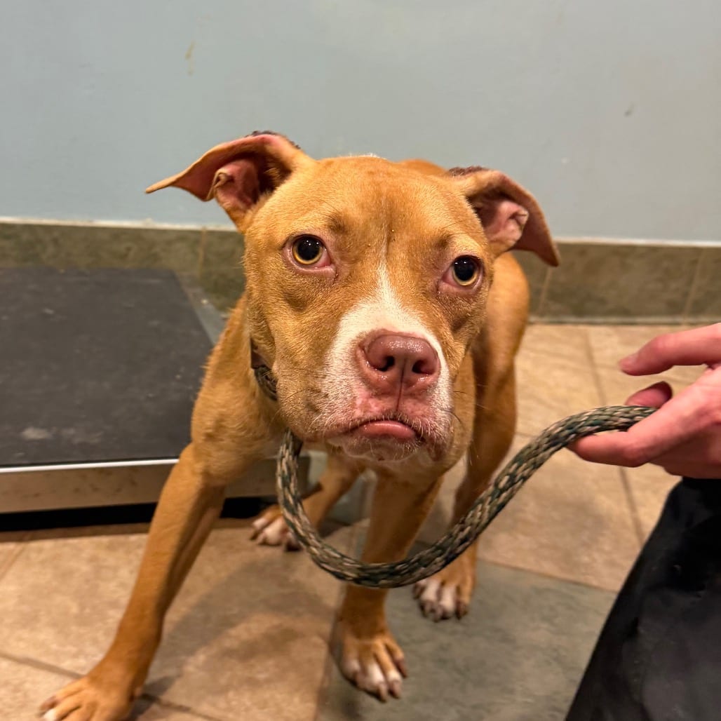 Photo of Calvin, adoptable Mixed Breed (Small) in Chattanooga, Tennessee