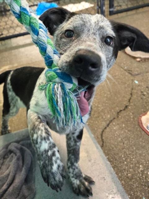 Photo of Tigger, adoptable Australian Cattle Dog/Blue Heeler in Woodland, California