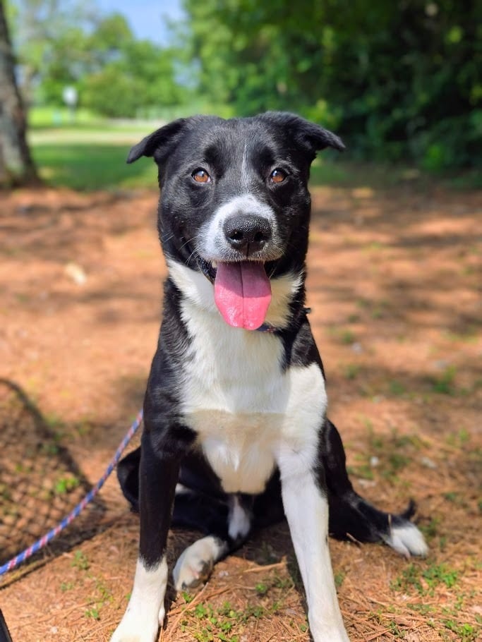 Photo of Dayko, adoptable Mixed Breed in Douglasville, Georgia