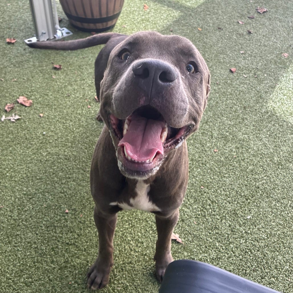 Photo of Cowboy, adoptable Terrier, Pit Bull in Greensboro, North Carolina