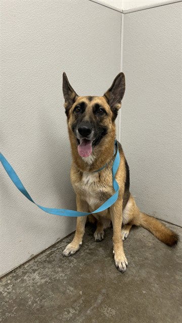 Photo of Ferrah, adoptable German Shepherd Dog in Rosenberg, Texas