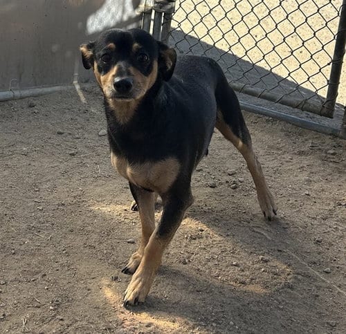 Photo of Boss Dog, adoptable Chihuahua in Bakersfield, California