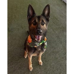Photo of Ashley, adoptable German Shepherd Dog in Doral, Florida