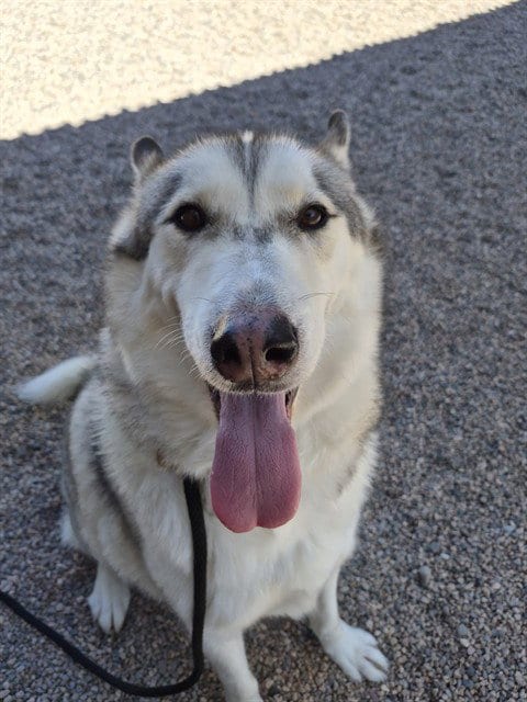 Photo of Bandit, adoptable Siberian Husky in Mesa, Arizona