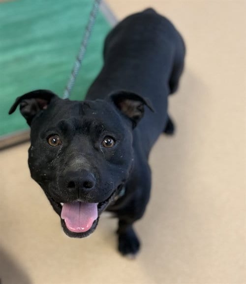 Photo of Scamp, adoptable Pit Bull Terrier in Placerville, California