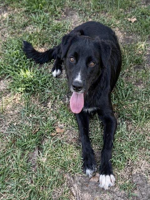 Photo of Galaxy, adoptable German Shepherd Dog in Riverside, California