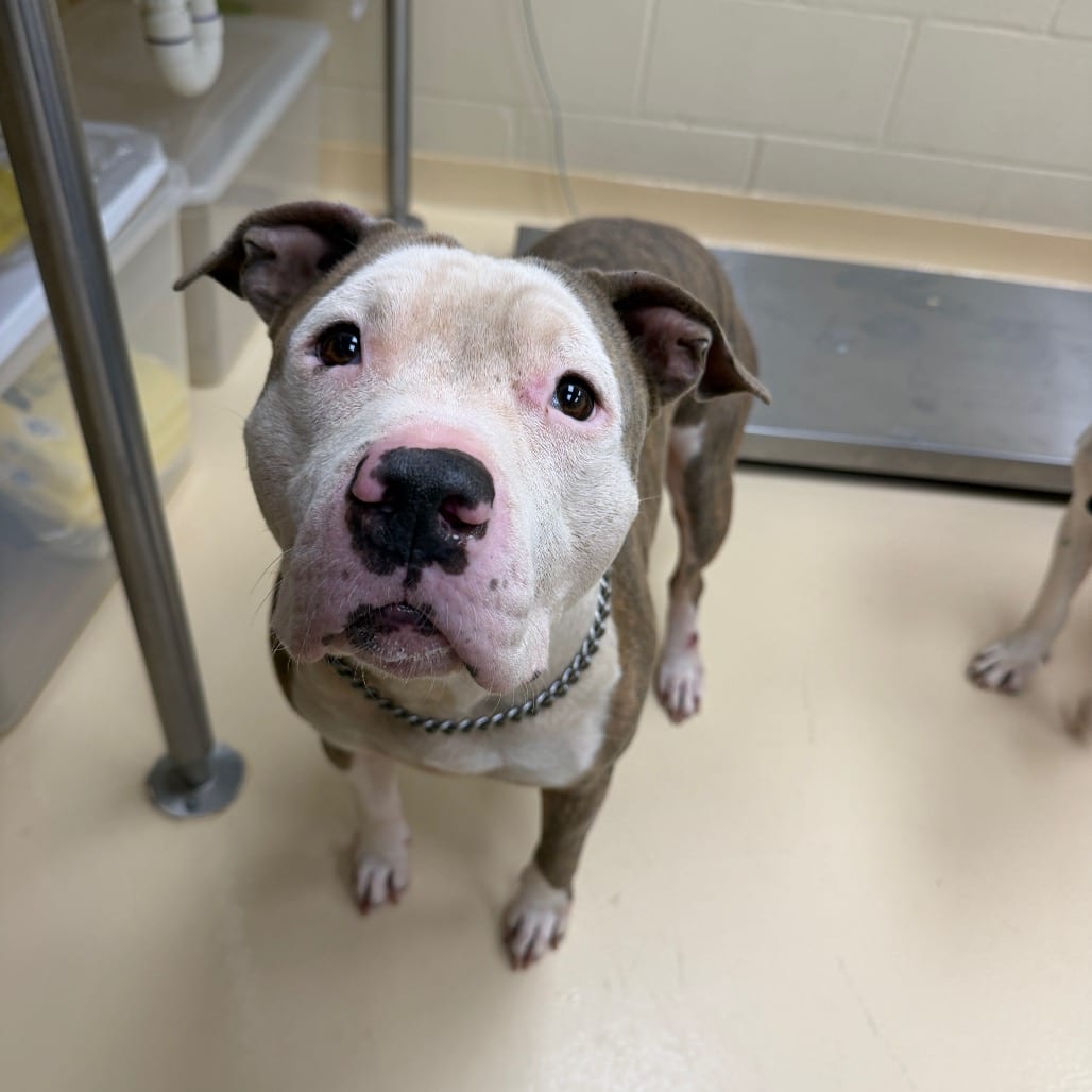 Photo of Busta, adoptable Mixed Breed (Medium) in Winston-Salem, North Carolina