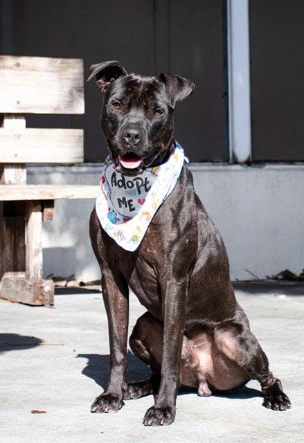 Photo of Henry, adoptable American Pit Bull Terrier in Miami, Florida
