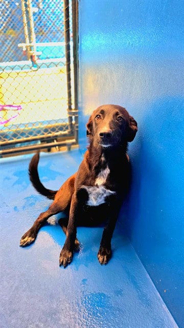 Photo of Morticia, adoptable German Shepherd Dog in Bakersfield, California