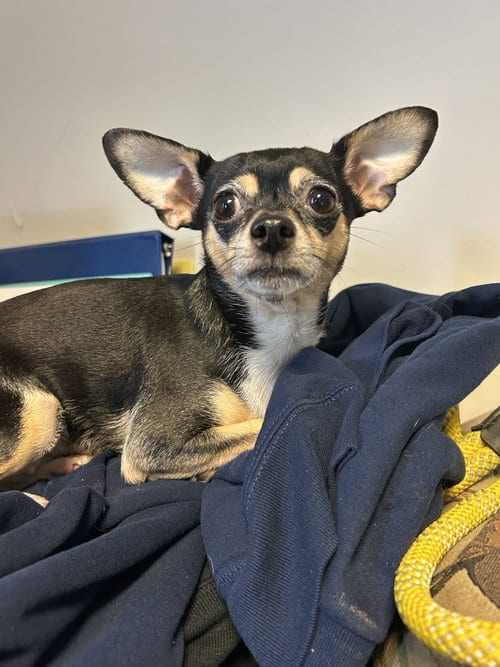 Photo of Luna, adoptable Chihuahua in Lancaster, Pennsylvania