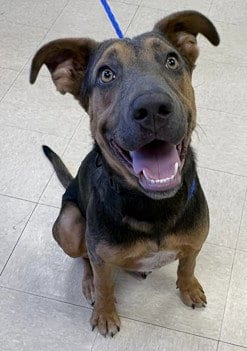 Photo of Potato Chip, adoptable German Shepherd Dog in Killeen, Texas