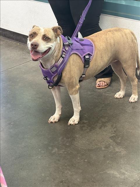 Photo of Blaza Galvez, adoptable American Staffordshire Terrier in Chatsworth, California